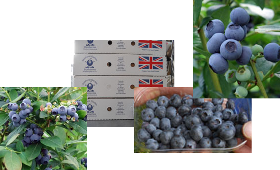 Photos of our blueberries