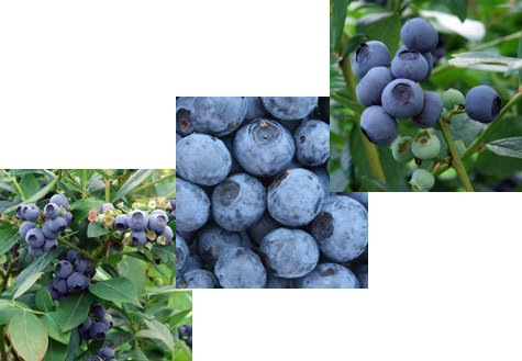 Photos of our blueberries